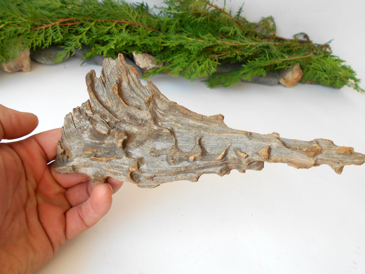 This is a naturally formed driftwood with a unique surface formed in a forest in the Rhodopes Mountain in Southern Europe- country Bulgaria. This piece of wood has been formed for many years and time has exposed the inner parts of the old tree wood.&amp;nbsp;

Size: about 8&#39;&#39;L x 3.5&#39;&#39;w x 0.5&#39;&#39; h-&amp;nbsp; &amp;nbsp;23 x&amp;nbsp; 6.5 x 1.5cm.&amp;nbsp;