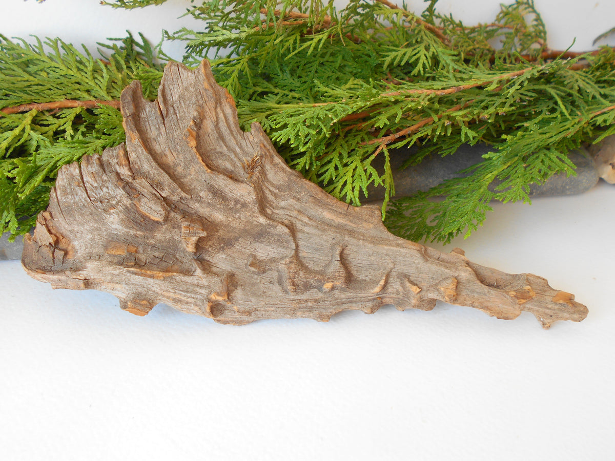 This is a naturally formed driftwood with a unique surface formed in a forest in the Rhodopes Mountain in Southern Europe- country Bulgaria. This piece of wood has been formed for many years and time has exposed the inner parts of the old tree wood.&amp;nbsp;

Size: about 8&#39;&#39;L x 3.5&#39;&#39;w x 0.5&#39;&#39; h-&amp;nbsp; &amp;nbsp;23 x&amp;nbsp; 6.5 x 1.5cm.&amp;nbsp;