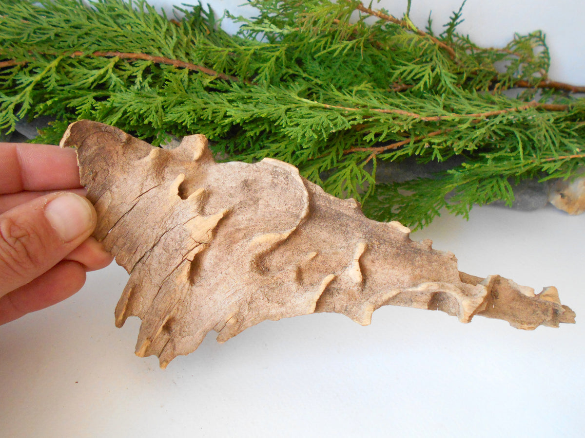 This is a naturally formed driftwood with a unique surface formed in a forest in the Rhodopes Mountain in Southern Europe- country Bulgaria. This piece of wood has been formed for many years and time has exposed the inner parts of the old tree wood.&amp;nbsp;

Size: about 8&#39;&#39;L x 3.5&#39;&#39;w x 0.5&#39;&#39; h-&amp;nbsp; &amp;nbsp;23 x&amp;nbsp; 6.5 x 1.5cm.&amp;nbsp;