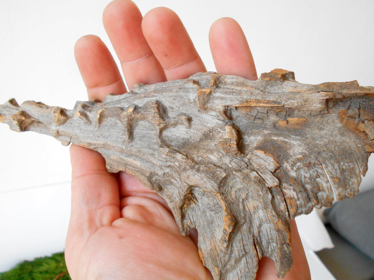 This is a naturally formed driftwood with a unique surface formed in a forest in the Rhodopes Mountain in Southern Europe- country Bulgaria. This piece of wood has been formed for many years and time has exposed the inner parts of the old tree wood.&amp;nbsp;

Size: about 8&#39;&#39;L x 3.5&#39;&#39;w x 0.5&#39;&#39; h-&amp;nbsp; &amp;nbsp;23 x&amp;nbsp; 6.5 x 1.5cm.&amp;nbsp;