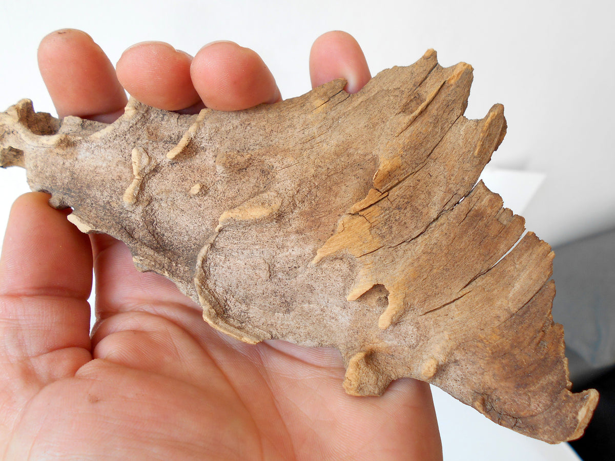 This is a naturally formed driftwood with a unique surface formed in a forest in the Rhodopes Mountain in Southern Europe- country Bulgaria. This piece of wood has been formed for many years and time has exposed the inner parts of the old tree wood.&amp;nbsp;

Size: about 8&#39;&#39;L x 3.5&#39;&#39;w x 0.5&#39;&#39; h-&amp;nbsp; &amp;nbsp;23 x&amp;nbsp; 6.5 x 1.5cm.&amp;nbsp;