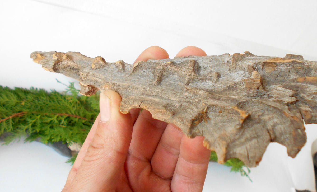 This is a naturally formed driftwood with a unique surface formed in a forest in the Rhodopes Mountain in Southern Europe- country Bulgaria. This piece of wood has been formed for many years and time has exposed the inner parts of the old tree wood.&amp;nbsp;

Size: about 8&#39;&#39;L x 3.5&#39;&#39;w x 0.5&#39;&#39; h-&amp;nbsp; &amp;nbsp;23 x&amp;nbsp; 6.5 x 1.5cm.&amp;nbsp;