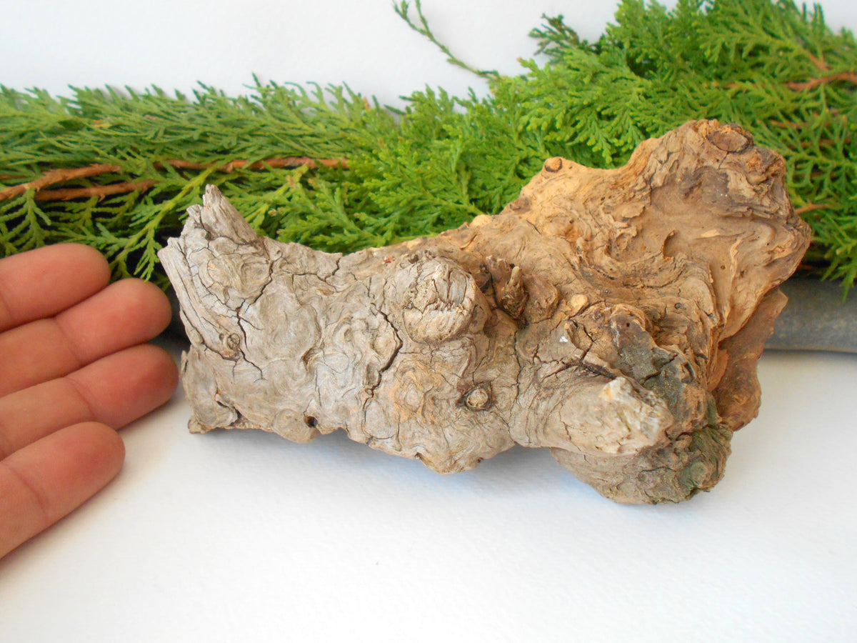 This is a naturally formed driftwood with a unique surface formed in a forest in the Rhodopes Mountain in Southern Europe- country Bulgaria. This piece of wood has been formed for many years and time has exposed the inner parts of the old tree wood.&amp;nbsp;

Size: about 6&#39;&#39;L x 3&#39;&#39;w x 4&#39;&#39; h-&amp;nbsp; &amp;nbsp;15 x&amp;nbsp; 8 x 10 cm.&amp;nbsp;