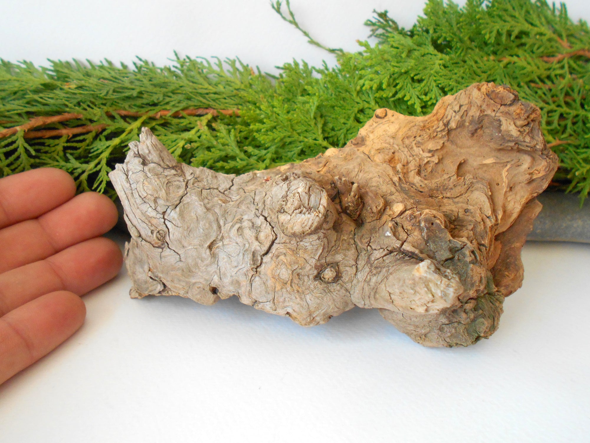 This is a naturally formed driftwood with a unique surface formed in a forest in the Rhodopes Mountain in Southern Europe- country Bulgaria. This piece of wood has been formed for many years and time has exposed the inner parts of the old tree wood.&nbsp;

Size: about 6''L x 3''w x 4'' h-&nbsp; &nbsp;15 x&nbsp; 8 x 10 cm.&nbsp;