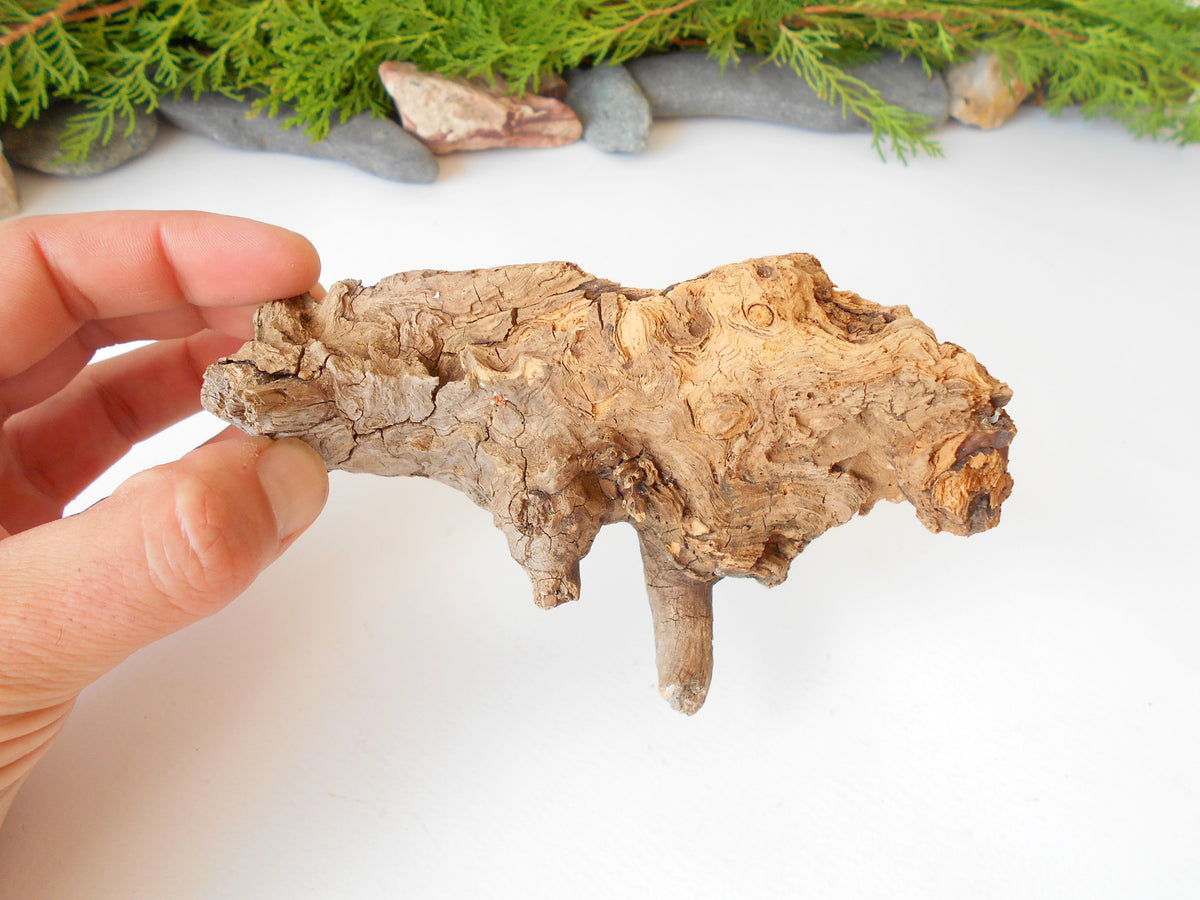 This is a naturally formed driftwood with a unique surface formed in a forest in the Rhodopes Mountain in Southern Europe- country Bulgaria. This piece of wood has been formed for many years and time has exposed the inner parts of the old tree wood.&amp;nbsp;

Size: about 6&#39;&#39;L x 3&#39;&#39;w x 4&#39;&#39; h-&amp;nbsp; &amp;nbsp;15 x&amp;nbsp; 8 x 10 cm.&amp;nbsp;