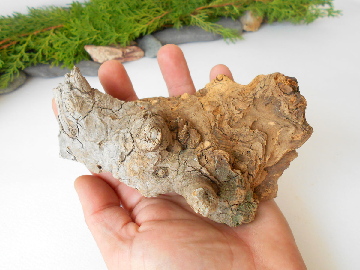 This is a naturally formed driftwood with a unique surface formed in a forest in the Rhodopes Mountain in Southern Europe- country Bulgaria. This piece of wood has been formed for many years and time has exposed the inner parts of the old tree wood.&amp;nbsp;

Size: about 6&#39;&#39;L x 3&#39;&#39;w x 4&#39;&#39; h-&amp;nbsp; &amp;nbsp;15 x&amp;nbsp; 8 x 10 cm.&amp;nbsp;