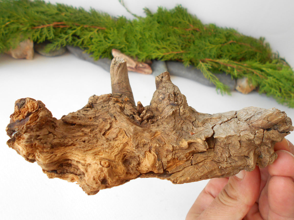 This is a naturally formed driftwood with a unique surface formed in a forest in the Rhodopes Mountain in Southern Europe- country Bulgaria. This piece of wood has been formed for many years and time has exposed the inner parts of the old tree wood.&amp;nbsp;

Size: about 6&#39;&#39;L x 3&#39;&#39;w x 4&#39;&#39; h-&amp;nbsp; &amp;nbsp;15 x&amp;nbsp; 8 x 10 cm.&amp;nbsp;