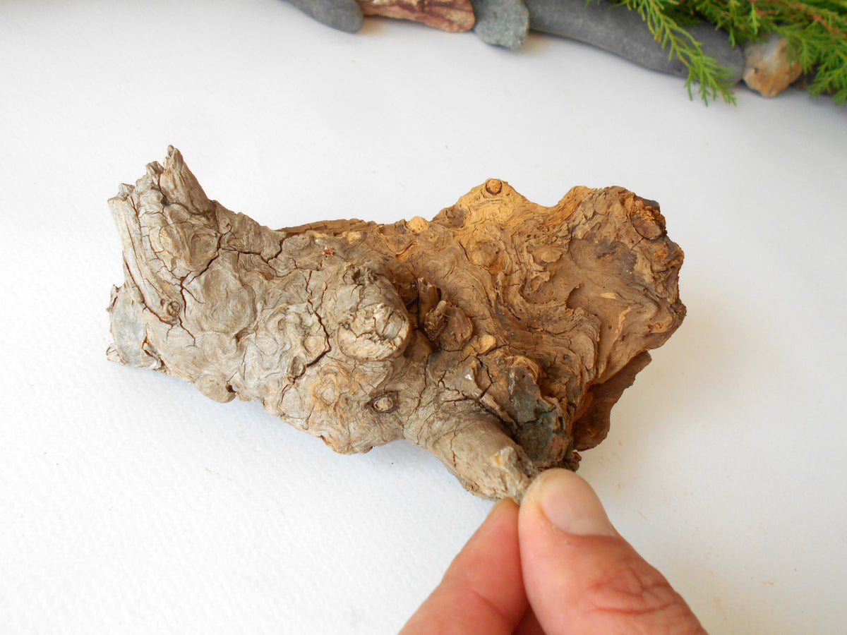 This is a naturally formed driftwood with a unique surface formed in a forest in the Rhodopes Mountain in Southern Europe- country Bulgaria. This piece of wood has been formed for many years and time has exposed the inner parts of the old tree wood.&amp;nbsp;

Size: about 6&#39;&#39;L x 3&#39;&#39;w x 4&#39;&#39; h-&amp;nbsp; &amp;nbsp;15 x&amp;nbsp; 8 x 10 cm.&amp;nbsp;