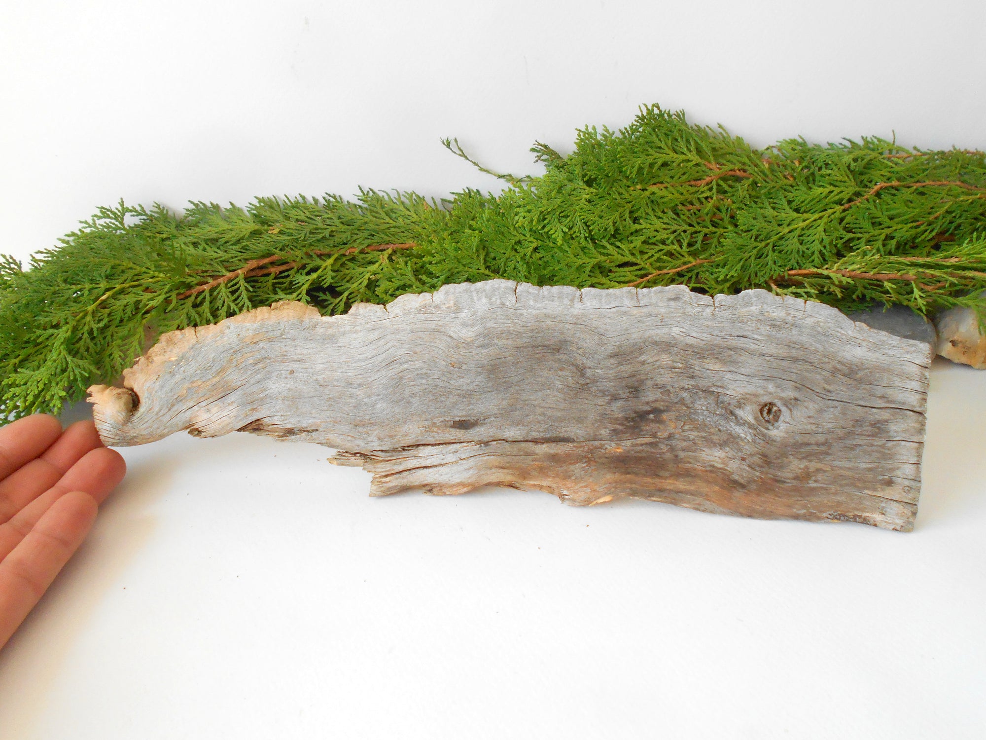 This is a naturally formed driftwood with a unique surface formed in a forest in the Rhodopes Mountain in Southern Europe- country Bulgaria. This piece of wood has been formed for many years and time has exposed the inner parts of the old tree wood.&nbsp;

Size: about 13''L x 3.5''w x 1'' h-&nbsp; &nbsp;33 x&nbsp; 9&nbsp; x 3 cm.&nbsp;