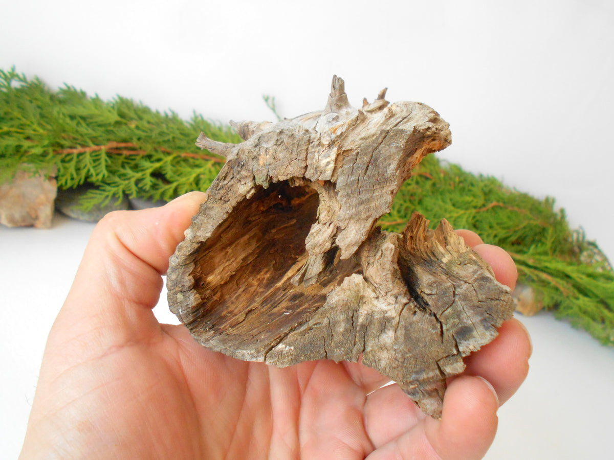 This is a naturally formed driftwood with a unique surface formed in a forest in the Rhodopes Mountain in Southern Europe- country Bulgaria. This piece of wood has been formed for many years and time has exposed the inner parts of the old tree wood.&amp;nbsp;

Size: about 4&#39;&#39;L x 4&#39;&#39;w x 3&#39;&#39; h-&amp;nbsp; &amp;nbsp;10 x 10&amp;nbsp; x 8 cm.&amp;nbsp;