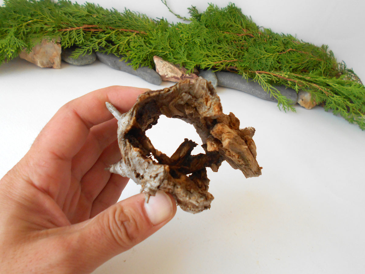 This is a naturally formed driftwood with a unique surface formed in a forest in the Rhodopes Mountain in Southern Europe- country Bulgaria. This piece of wood has been formed for many years and time has exposed the inner parts of the old tree wood.&amp;nbsp;

Size: about 4&#39;&#39;L x 4&#39;&#39;w x 3&#39;&#39; h-&amp;nbsp; &amp;nbsp;10 x 10&amp;nbsp; x 8 cm.&amp;nbsp;