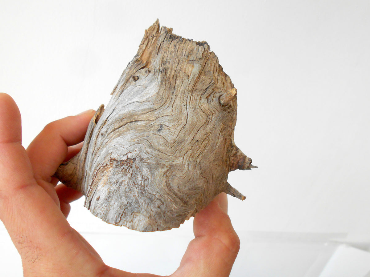 This is a naturally formed driftwood with a unique surface formed in a forest in the Rhodopes Mountain in Southern Europe- country Bulgaria. This piece of wood has been formed for many years and time has exposed the inner parts of the old tree wood.&amp;nbsp;

Size: about 4&#39;&#39;L x 4&#39;&#39;w x 3&#39;&#39; h-&amp;nbsp; &amp;nbsp;10 x 10&amp;nbsp; x 8 cm.&amp;nbsp;