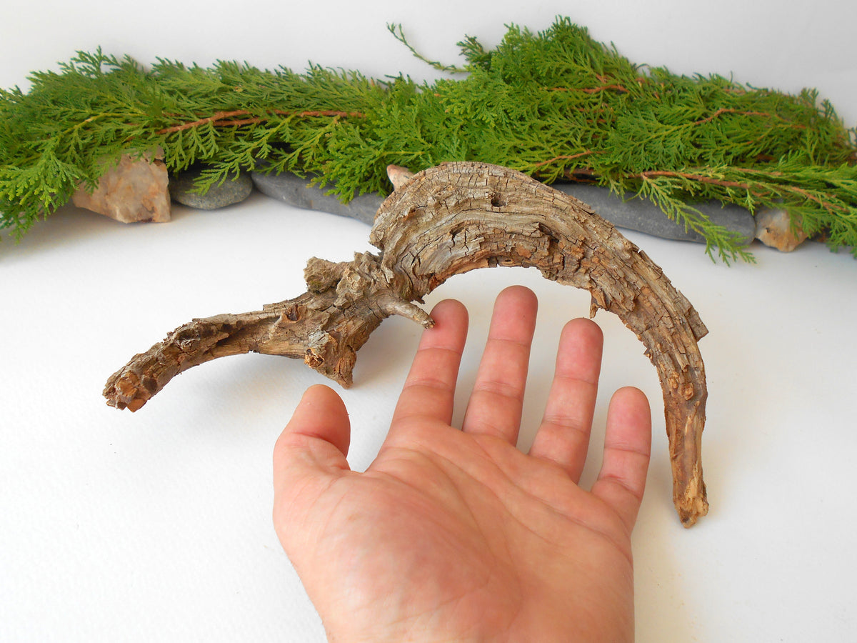 This is a naturally formed driftwood with a unique surface formed in a forest in the Rhodopes Mountain in Southern Europe- country Bulgaria. This piece of wood has been formed for many years and time has exposed the inner parts of the old tree wood.&amp;nbsp;

Size: about 10&#39;&#39;L x 6&#39;&#39;w x 3&#39;&#39; h-&amp;nbsp; &amp;nbsp;26 x 15 x 8 cm.&amp;nbsp;