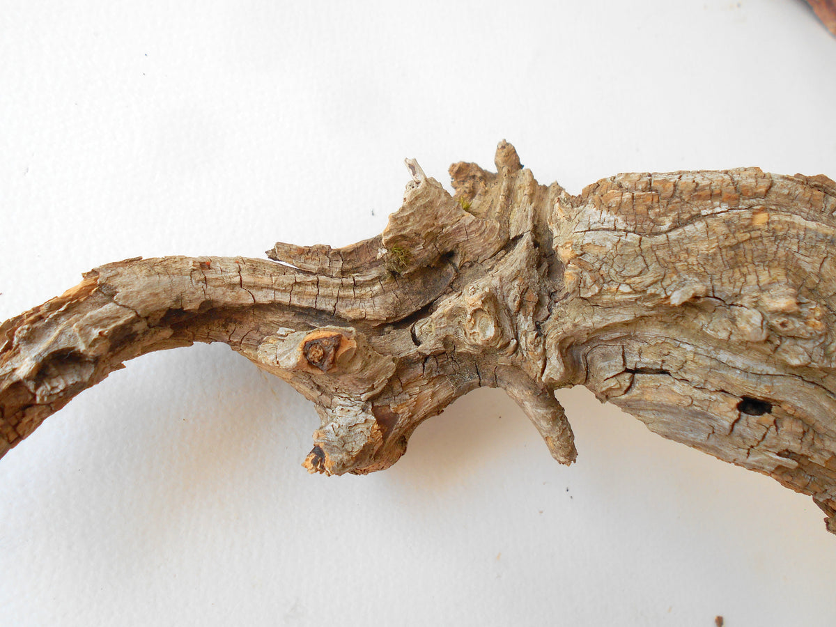 This is a naturally formed driftwood with a unique surface formed in a forest in the Rhodopes Mountain in Southern Europe- country Bulgaria. This piece of wood has been formed for many years and time has exposed the inner parts of the old tree wood.&amp;nbsp;

Size: about 10&#39;&#39;L x 6&#39;&#39;w x 3&#39;&#39; h-&amp;nbsp; &amp;nbsp;26 x 15 x 8 cm.&amp;nbsp;