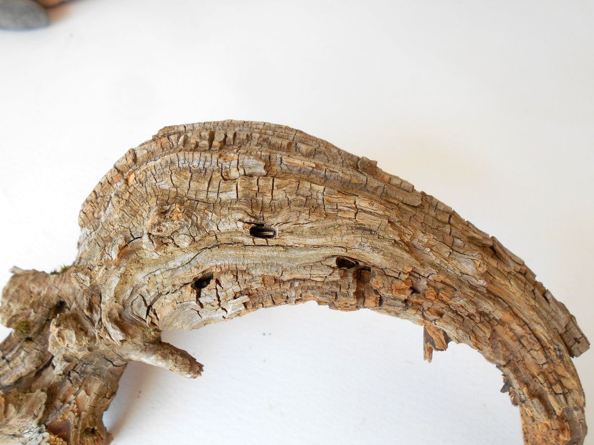 This is a naturally formed driftwood with a unique surface formed in a forest in the Rhodopes Mountain in Southern Europe- country Bulgaria. This piece of wood has been formed for many years and time has exposed the inner parts of the old tree wood.&amp;nbsp;

Size: about 10&#39;&#39;L x 6&#39;&#39;w x 3&#39;&#39; h-&amp;nbsp; &amp;nbsp;26 x 15 x 8 cm.&amp;nbsp;