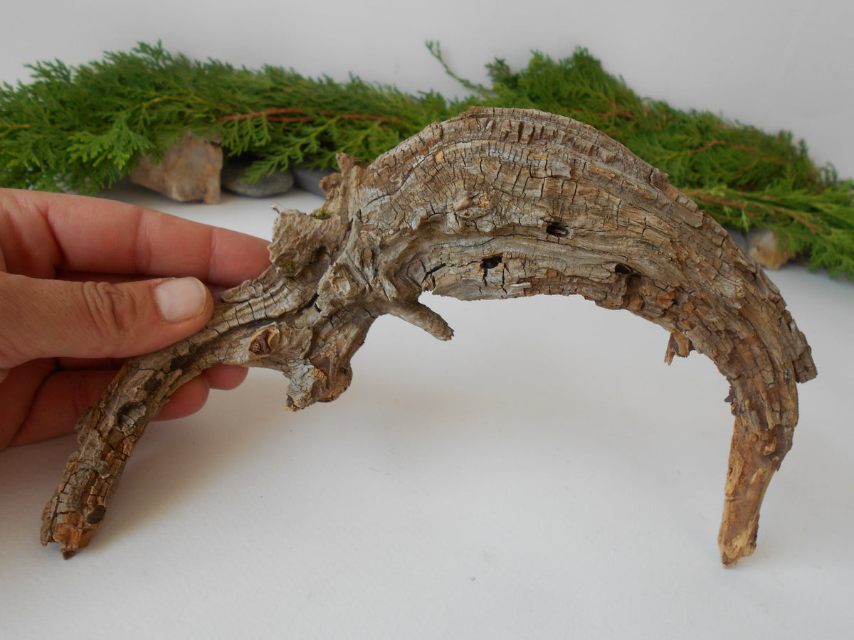 This is a naturally formed driftwood with a unique surface formed in a forest in the Rhodopes Mountain in Southern Europe- country Bulgaria. This piece of wood has been formed for many years and time has exposed the inner parts of the old tree wood.&amp;nbsp;

Size: about 10&#39;&#39;L x 6&#39;&#39;w x 3&#39;&#39; h-&amp;nbsp; &amp;nbsp;26 x 15 x 8 cm.&amp;nbsp;