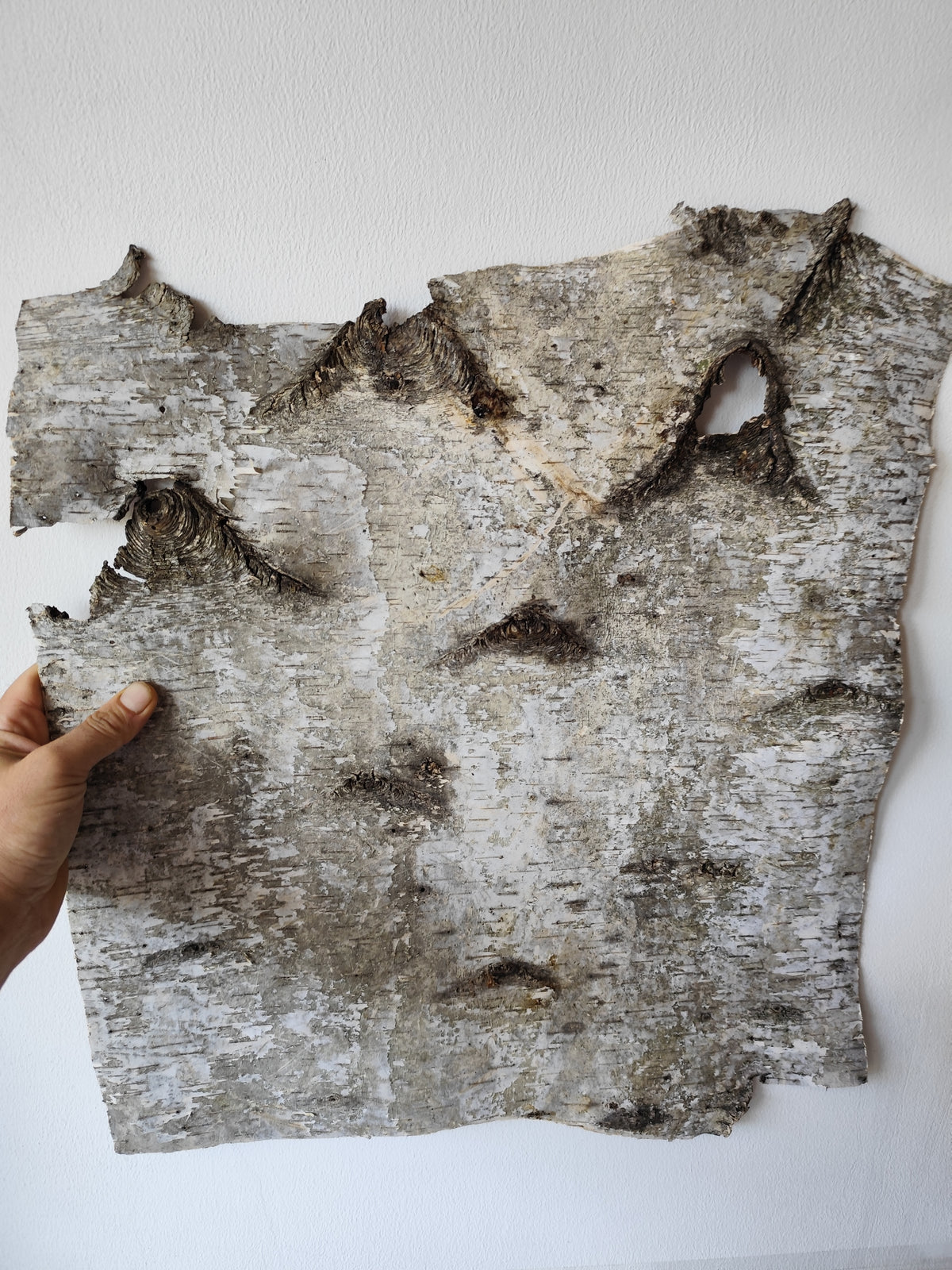 5 Birch bark sheets set and each bark sheets is in 10&quot; x 10&quot; ( 25.4 x 25.4 cm.). This is a listing for five birch bark sheets in the mentioned size. Each bark sheets will be handcut by me in 10&quot; x 10&quot; ( 25.4 x 25.4 cm.).

Shipping is included in the price.