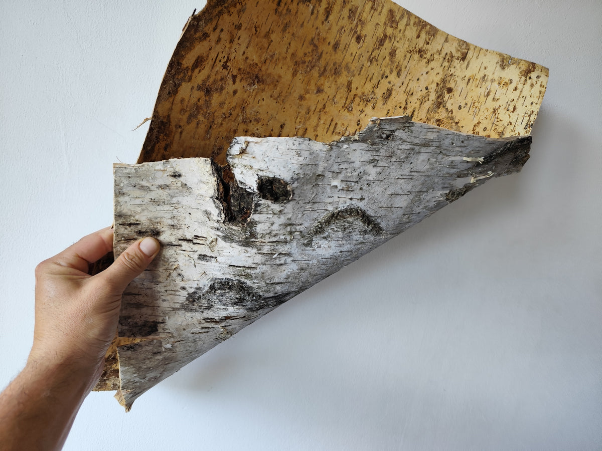 5 Birch bark sheets set and each bark sheets is in 10&quot; x 10&quot; ( 25.4 x 25.4 cm.). This is a listing for five birch bark sheets in the mentioned size. Each bark sheets will be handcut by me in 10&quot; x 10&quot; ( 25.4 x 25.4 cm.).

Shipping is included in the price.