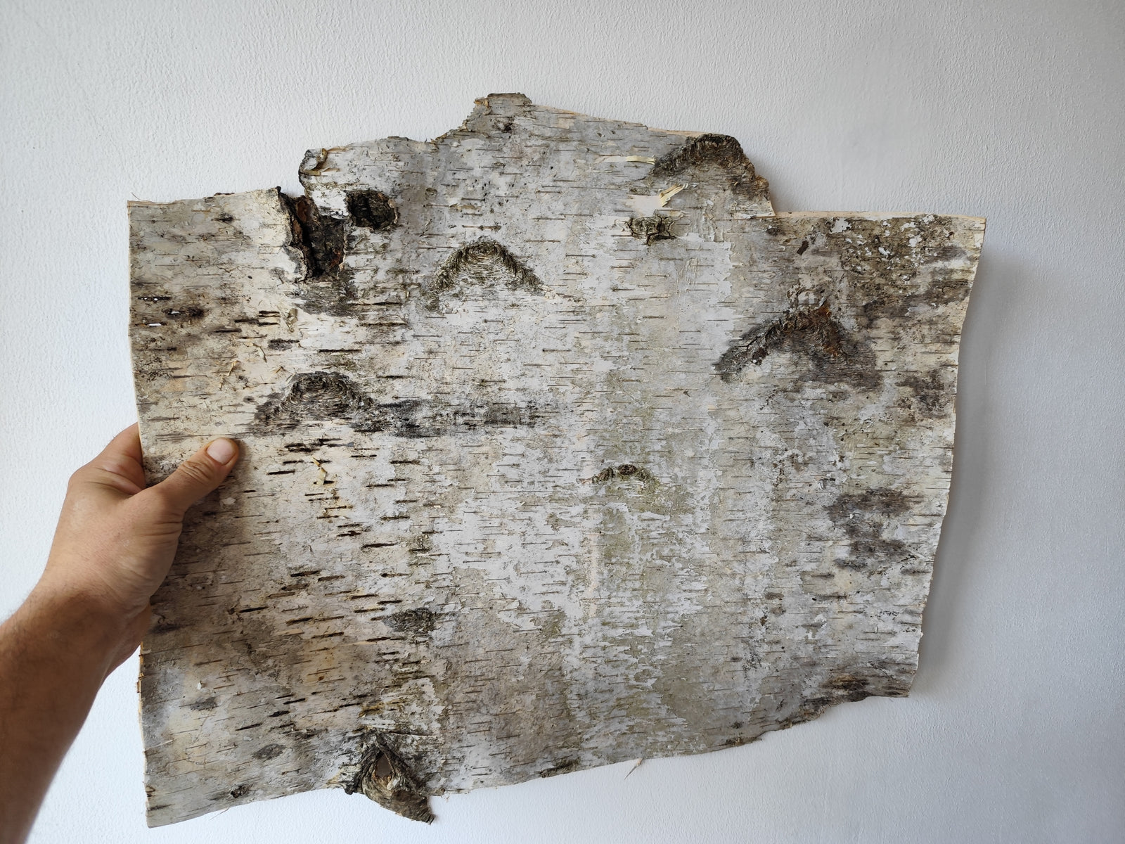 5 Birch bark sheets set and each bark sheets is in 10" x 10" ( 25.4 x 25.4 cm.). This is a listing for five birch bark sheets in the mentioned size. Each bark sheets will be handcut by me in 10" x 10" ( 25.4 x 25.4 cm.).

Shipping is included in the price.