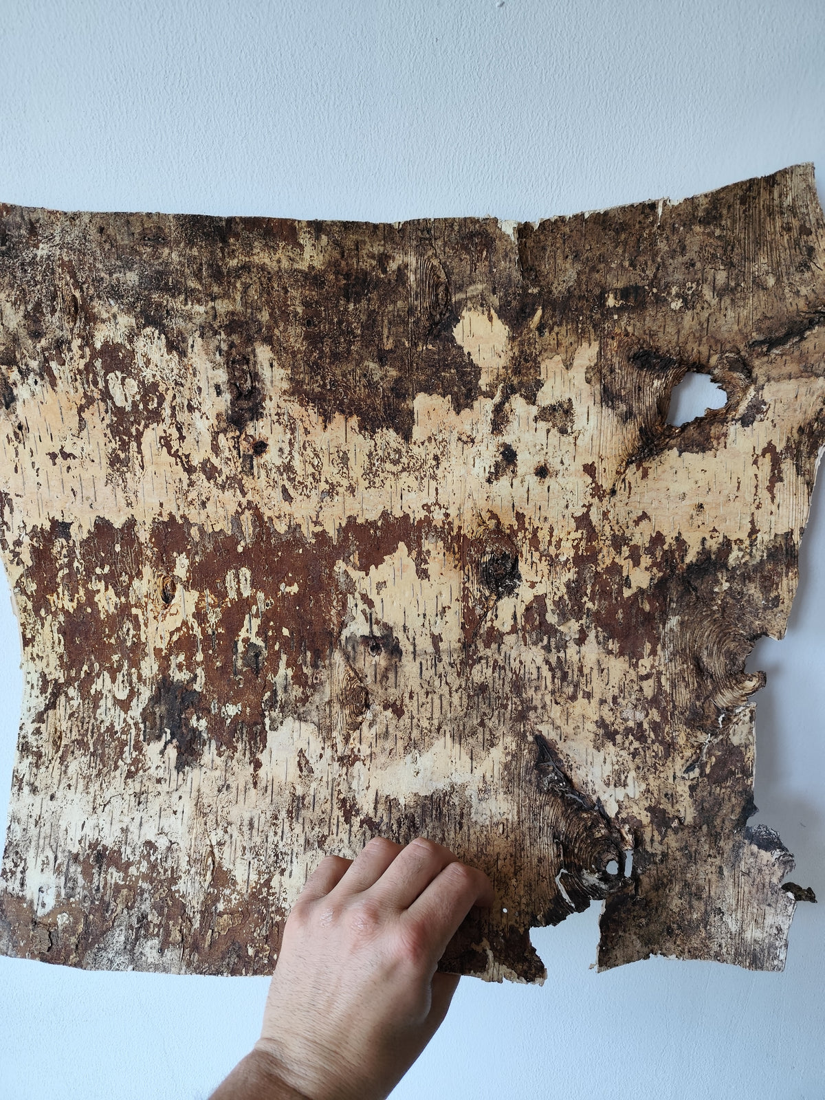 5 Birch bark sheets set and each bark sheets is in 10&quot; x 10&quot; ( 25.4 x 25.4 cm.). This is a listing for five birch bark sheets in the mentioned size. Each bark sheets will be handcut by me in 10&quot; x 10&quot; ( 25.4 x 25.4 cm.).

Shipping is included in the price.