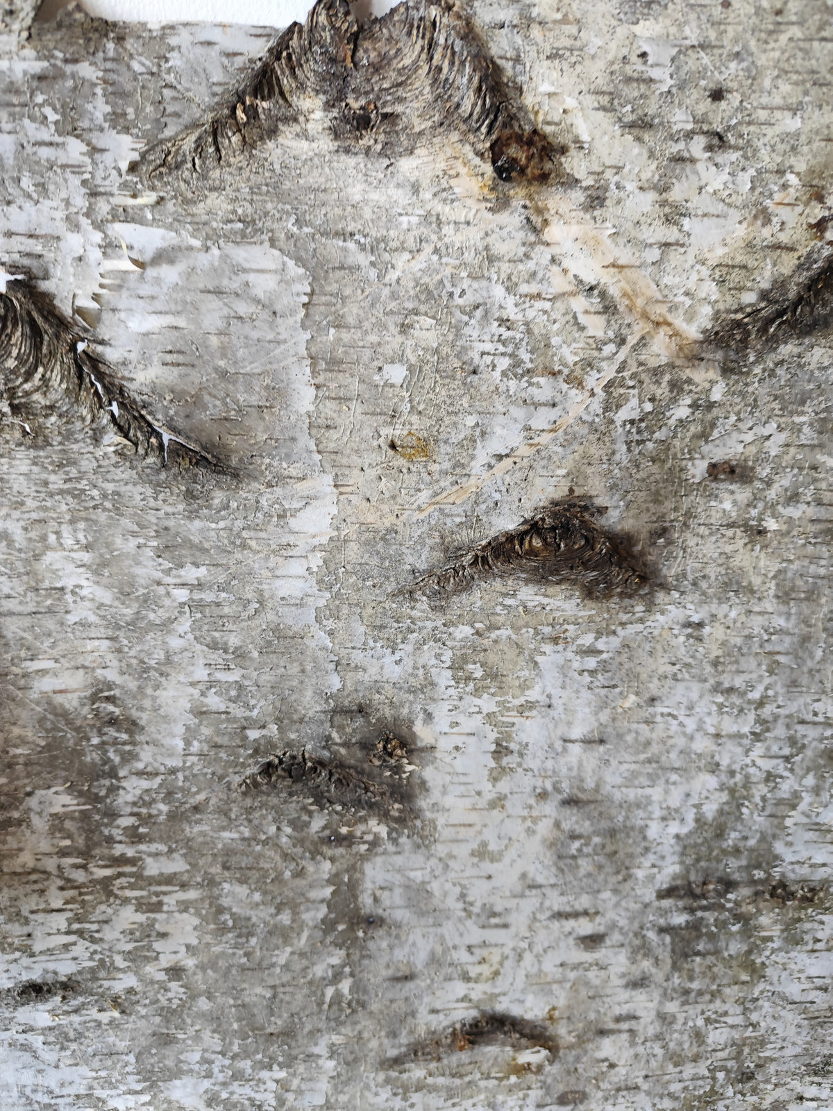 5 Birch bark sheets set and each bark sheets is in 10&quot; x 10&quot; ( 25.4 x 25.4 cm.). This is a listing for five birch bark sheets in the mentioned size. Each bark sheets will be handcut by me in 10&quot; x 10&quot; ( 25.4 x 25.4 cm.).

Shipping is included in the price.