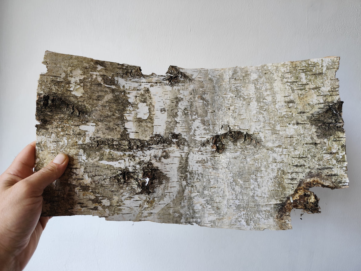 5 Birch bark sheets set and each bark sheets is in 10&quot; x 10&quot; ( 25.4 x 25.4 cm.). This is a listing for five birch bark sheets in the mentioned size. Each bark sheets will be handcut by me in 10&quot; x 10&quot; ( 25.4 x 25.4 cm.).

Shipping is included in the price.
