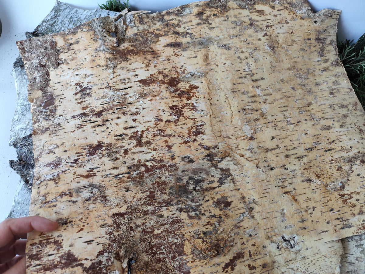 5 Birch bark sheets set and each bark sheets is in 10&quot; x 10&quot; ( 25.4 x 25.4 cm.). This is a listing for five birch bark sheets in the mentioned size. Each bark sheets will be handcut by me in 10&quot; x 10&quot; ( 25.4 x 25.4 cm.).

Shipping is included in the price.