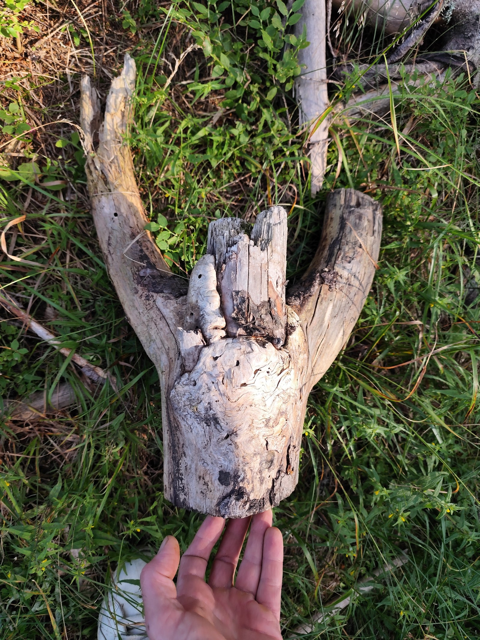 This is a naturally formed driftwood with a unique surface formed in a forest in the Rhodopes Mountain in Southern Europe- country Bulgaria. This piece of wood has been formed for many years and time has exposed the inner parts of the old tree wood. The piece has multiple rammifications and they make it even more beautiful.

Size: with all of the rammifications- about 16 inch long and about 6 to 10 inch wide depending the difference in the width.