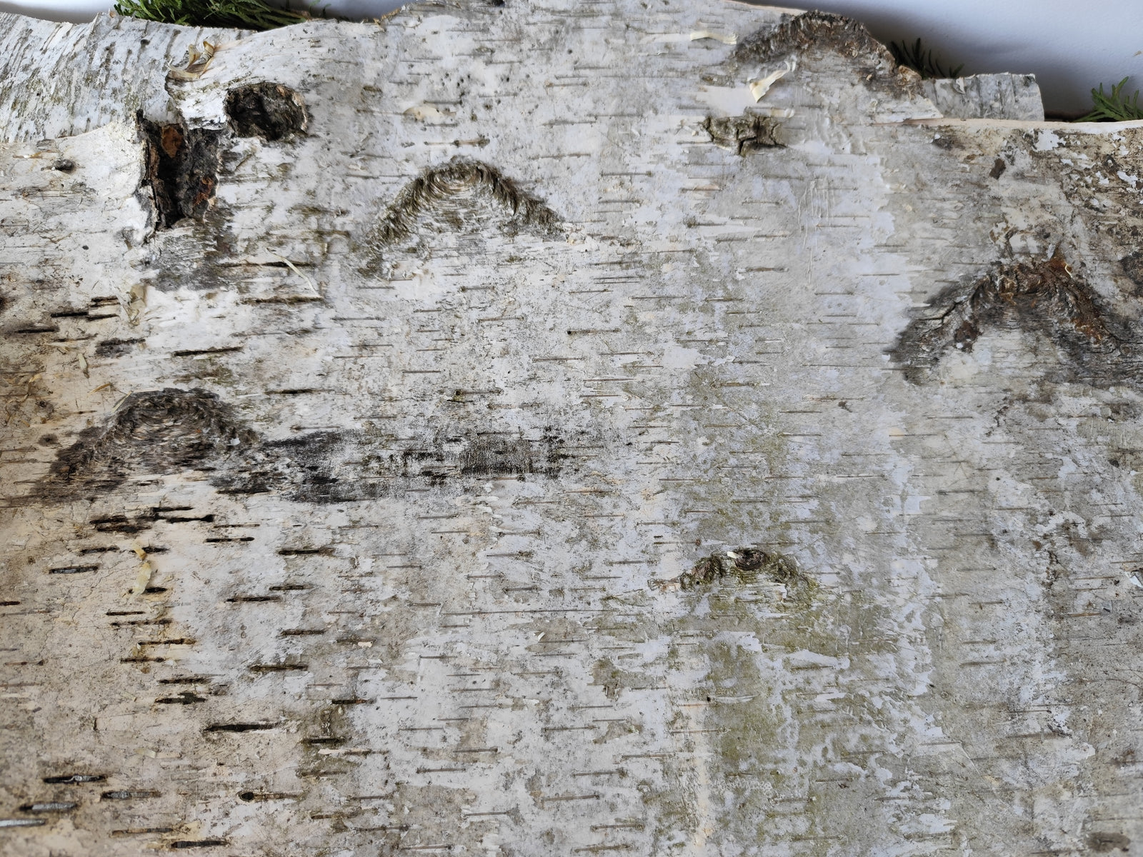 5 Birch bark sheets set and each bark sheets is in 10" x 10" ( 25.4 x 25.4 cm.). This is a listing for five birch bark sheets in the mentioned size. Each bark sheets will be handcut by me in 10" x 10" ( 25.4 x 25.4 cm.).

Shipping is included in the price.