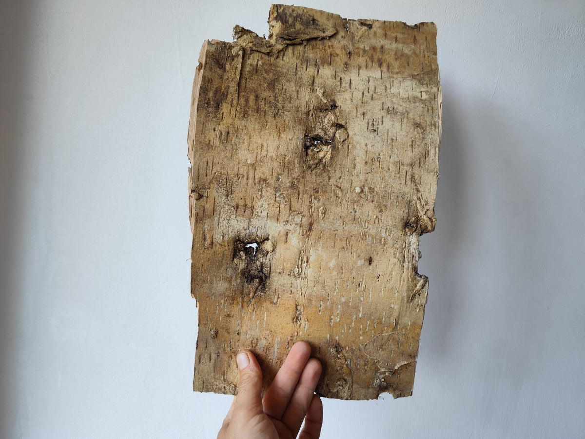 5 Birch bark sheets set and each bark sheets is in 10&quot; x 10&quot; ( 25.4 x 25.4 cm.). This is a listing for five birch bark sheets in the mentioned size. Each bark sheets will be handcut by me in 10&quot; x 10&quot; ( 25.4 x 25.4 cm.).

Shipping is included in the price.
