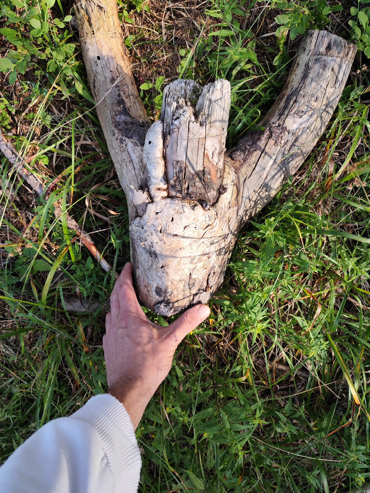 This is a naturally formed driftwood with a unique surface formed in a forest in the Rhodopes Mountain in Southern Europe- country Bulgaria. This piece of wood has been formed for many years and time has exposed the inner parts of the old tree wood. The piece has multiple rammifications and they make it even more beautiful.

Size: with all of the rammifications- about 16 inch long and about 6 to 10 inch wide depending the difference in the width.