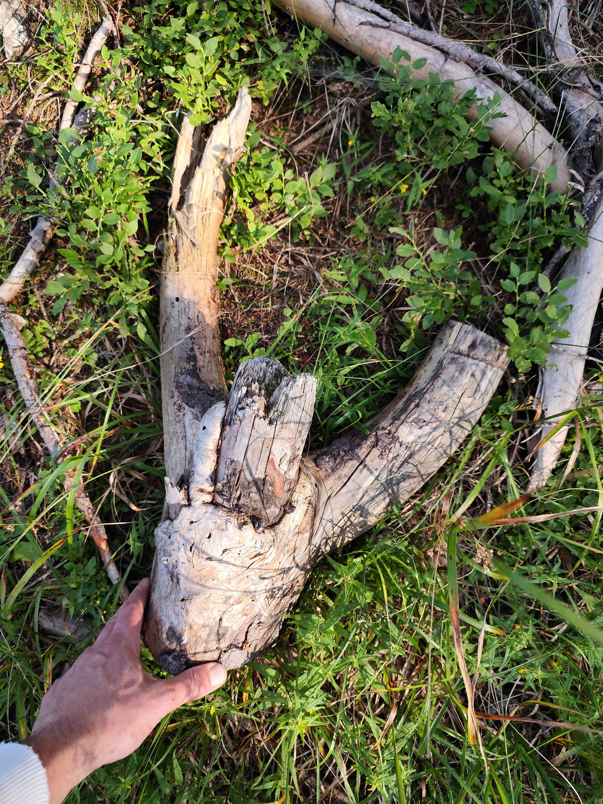 This is a naturally formed driftwood with a unique surface formed in a forest in the Rhodopes Mountain in Southern Europe- country Bulgaria. This piece of wood has been formed for many years and time has exposed the inner parts of the old tree wood. The piece has multiple rammifications and they make it even more beautiful.

Size: with all of the rammifications- about 16 inch long and about 6 to 10 inch wide depending the difference in the width.