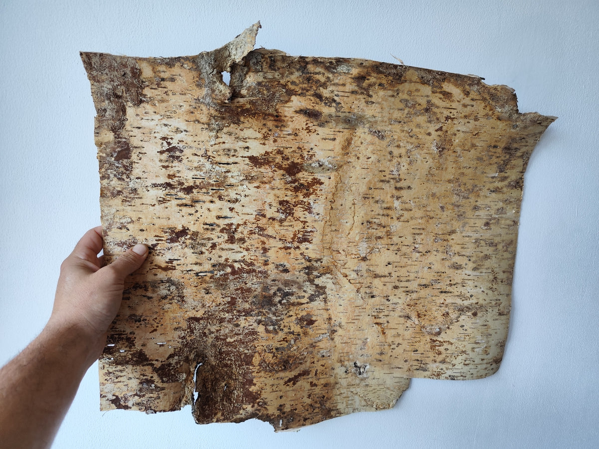 5 Birch bark sheets set and each bark sheets is in 10&quot; x 10&quot; ( 25.4 x 25.4 cm.). This is a listing for five birch bark sheets in the mentioned size. Each bark sheets will be handcut by me in 10&quot; x 10&quot; ( 25.4 x 25.4 cm.).

Shipping is included in the price.
