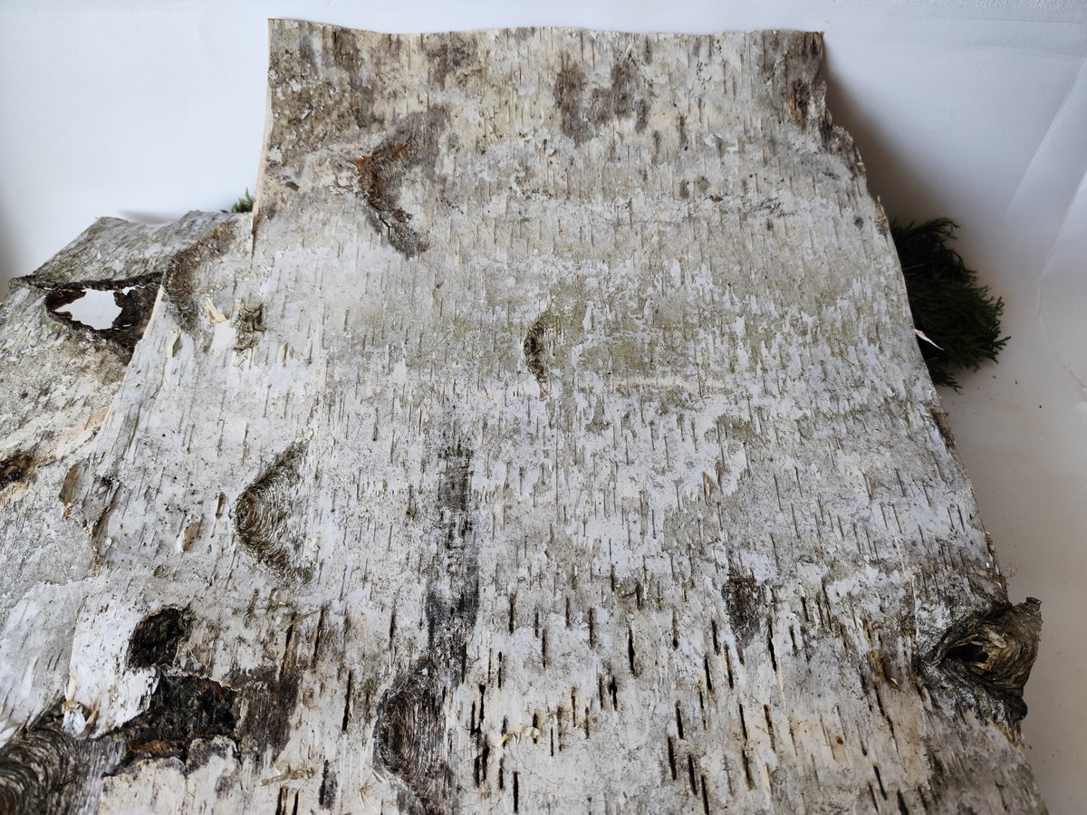 5 Birch bark sheets set and each bark sheets is in 10&quot; x 10&quot; ( 25.4 x 25.4 cm.). This is a listing for five birch bark sheets in the mentioned size. Each bark sheets will be handcut by me in 10&quot; x 10&quot; ( 25.4 x 25.4 cm.).

Shipping is included in the price.