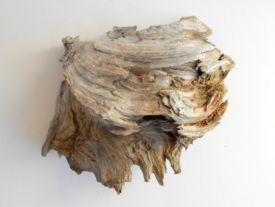 twisted driftwood from pine tree for terrariums decoration, natural wood from the forest