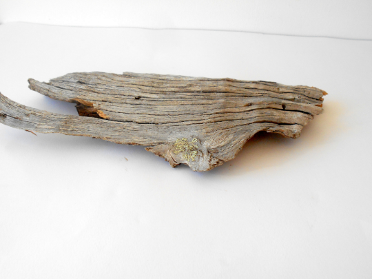 Driftwood from pine tree- Unique wood piece -old rustic wood decor- wood supply- natural forest decoration- naturally twisted wood