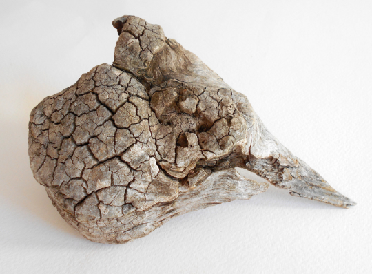 twisted driftwood from pine tree for terrariums decoration, natural wood from the forest