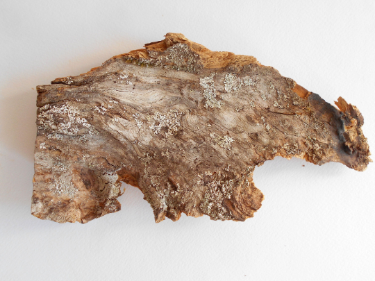 twisted driftwood from pine tree for terrariums decoration, natural cracked wood from the forest