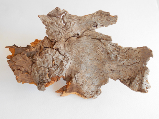 twisted driftwood from pine tree for terrariums decoration, natural cracked wood from the forest
