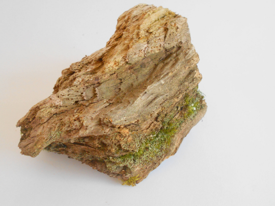 twisted driftwood from pine tree for terrariums decoration, natural cracked wood from the forest, dragon wooden decor