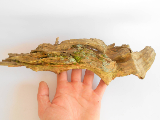 Terrarium decor- Driftwood pine wood log- Unique wood piece -old rustic wood decor- wood supply- natural forest decoration