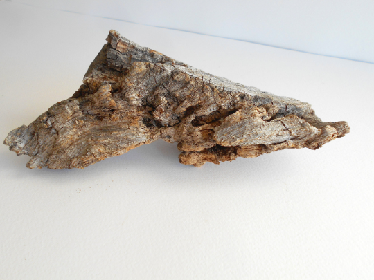 twisted driftwood from pine tree for terrariums decoration, natural cracked wood from the forest