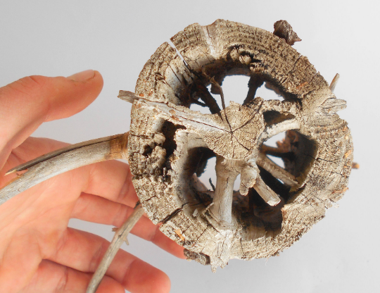 This is a naturally formed driftwood with unique surface and emptied insides formed in a forest in the Rhodopes Mountain in Southern Europe- country Bulgaria. This piece of wood has been formed in many years and time has exposed the inner parts of the old tree log. Now this wood log is wonderful for home decor.