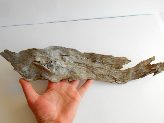 twisted driftwood from pine tree for terrariums decoration, natural cracked wood from the forest