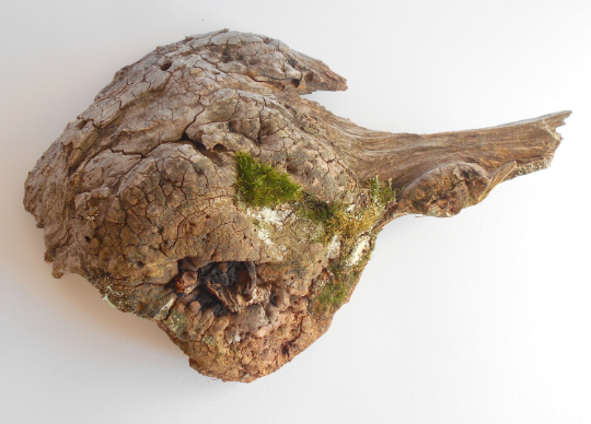 This is a naturally formed One-Of-A-Kind driftwood with unique surface and live moss formed in a forest in the Rhodopes Mountain in Southern Europe- country Bulgaria. Dimensions: 12'' long 8'' wide and 4'' in height when laying down on its base