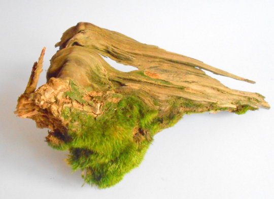 Driftwood pine branch with live moss- Unique wood piece -old rustic wood decor- wood supply- natural forest decoration