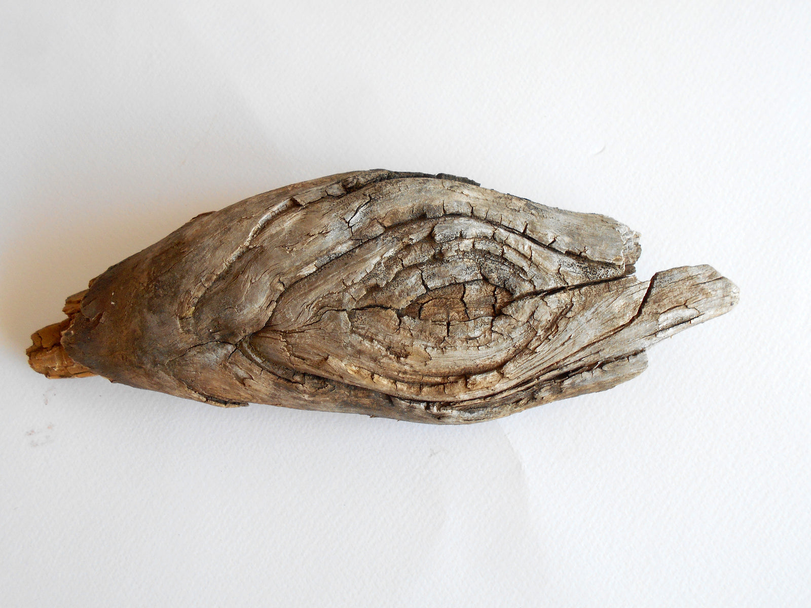 twisted driftwood from pine tree for terrariums decoration, natural cracked wood from the forest