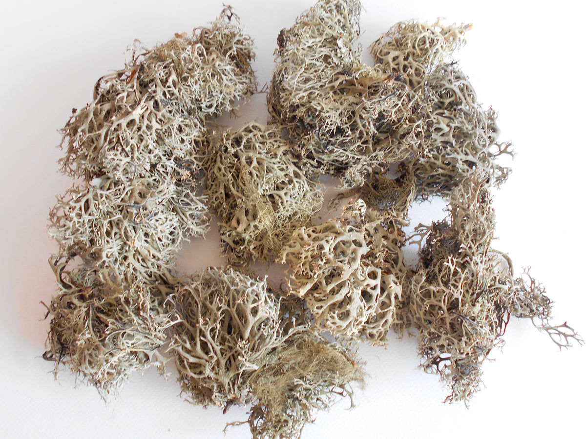 Lichen Dried Moss Nativity Accessory Presepio Musgo Para 