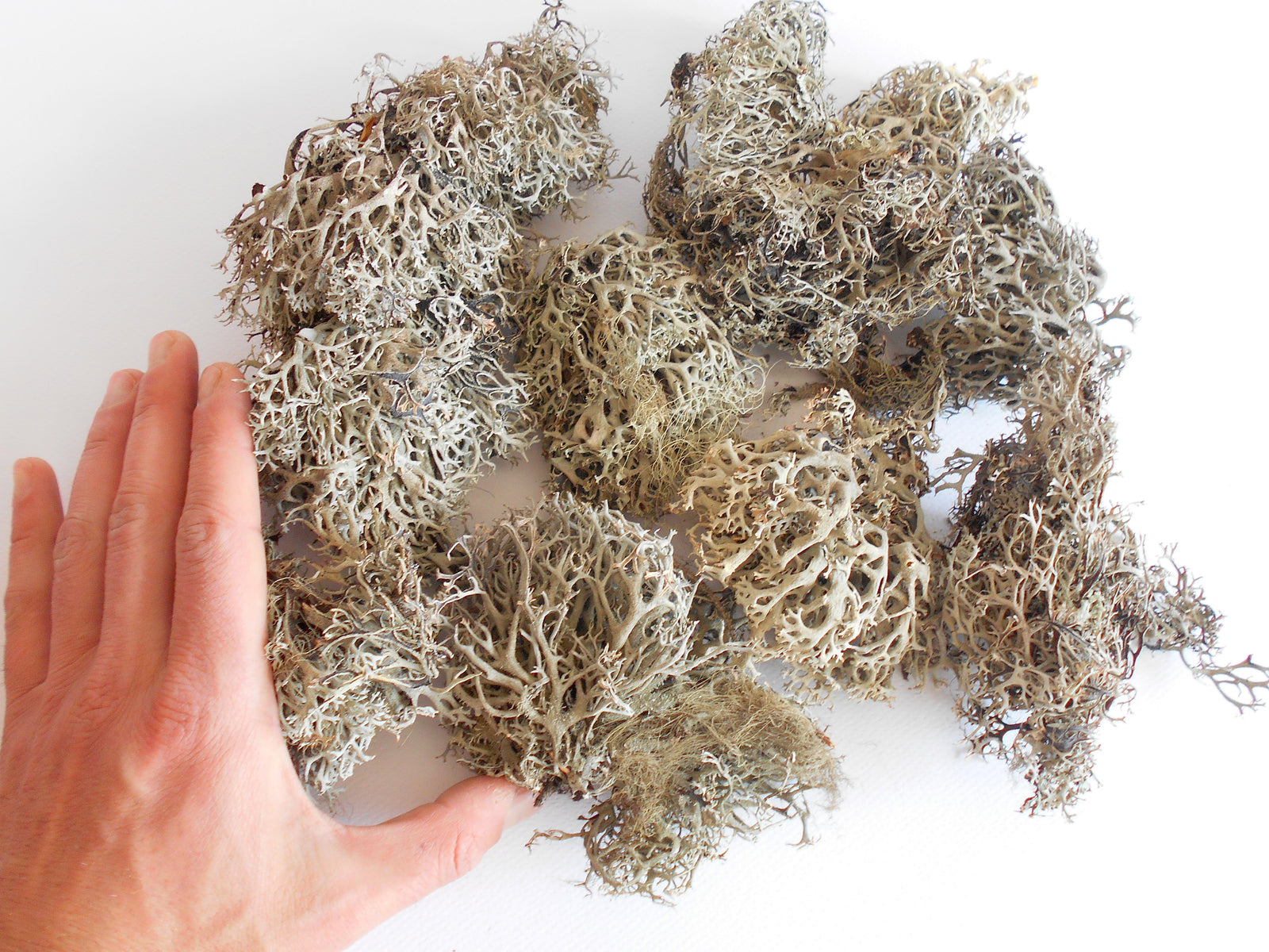 Dried lichen moss-1/2 oz- Gray dried tree lichen- decoration craft material- forest supplies- natural organic terrarium supplies- from Europe