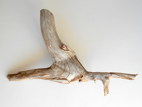 twisted driftwood from pine tree for terrariums decoration, natural cracked wood from the fores